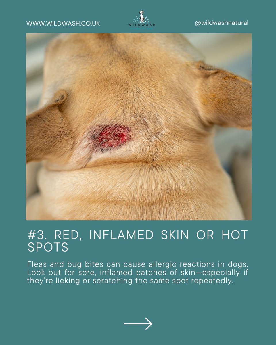 WildWash tweet media