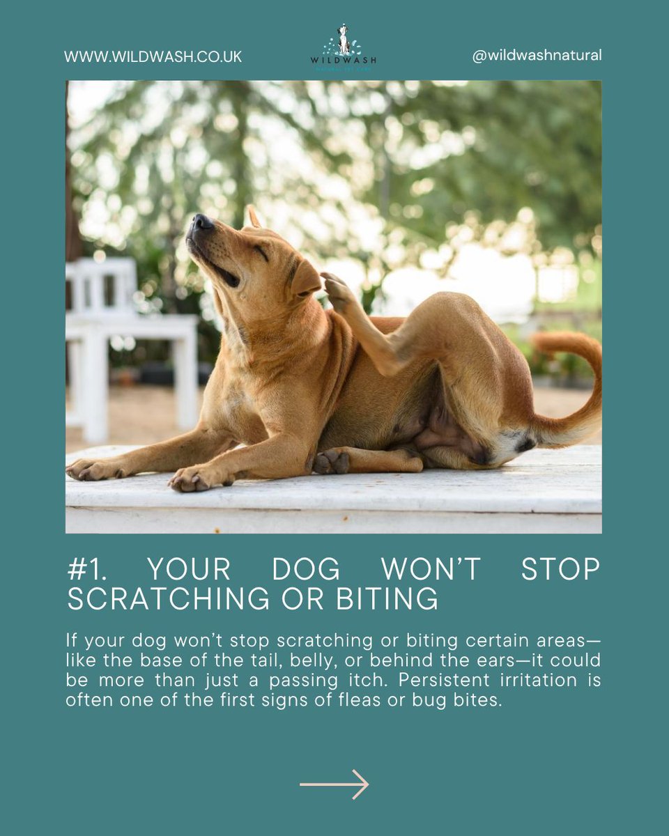 WildWash tweet media