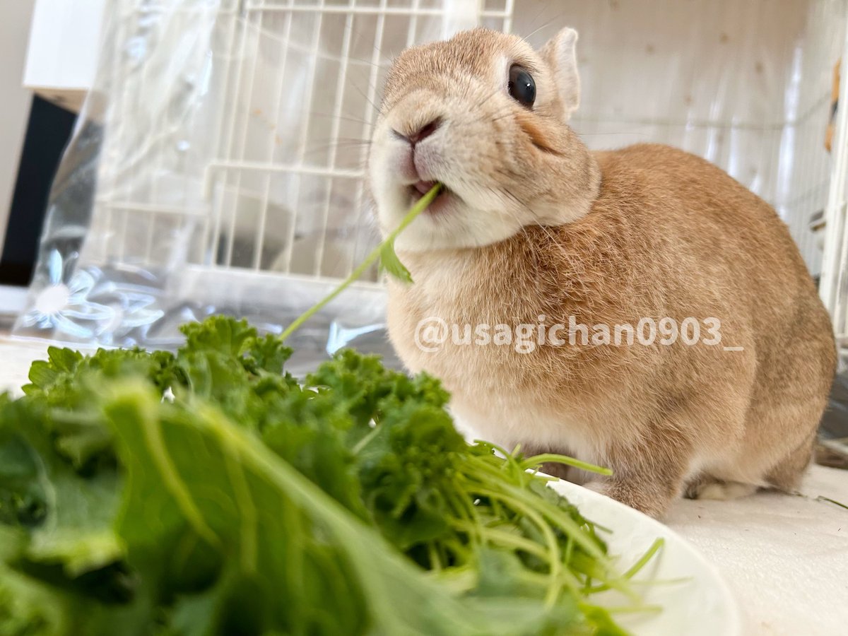 はい！네!🌿💖