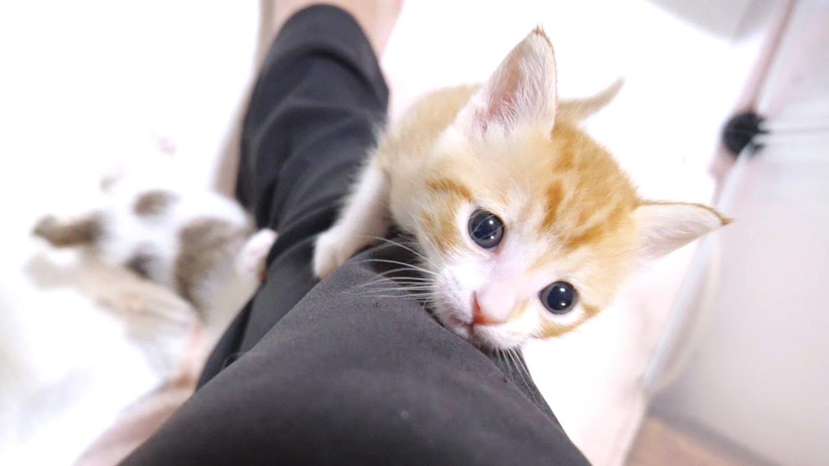 MeowMoeDotCom's tweet photo. 子猫達が足にぐんぐん登って来ちゃいました【赤ちゃん猫　保護猫】
 
https://t.co/hmjE8BKXDU
 
#Cat #Gatten #Kitten #Meow #Neko #StrayCat https://t.co/STh5clnZcS