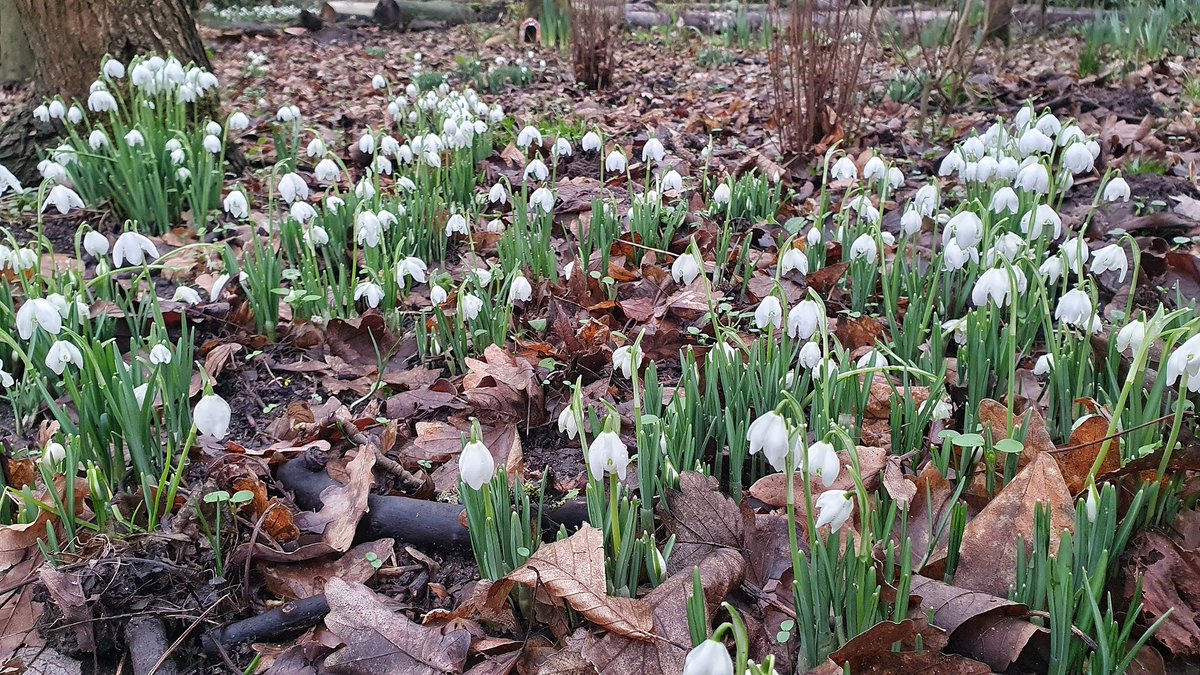 Snowdrops and Aconites - harbingers of Spring 🤍💛💚
<a href="/itvanglia/">ITV News Anglia</a> <a href="/WeatherAisling/">Aisling Creevey</a> <a href="/ChrisPage90/">Chris Page - Weatherman</a> <a href="/itvnews/">ITV News</a> <a href="/itvweather/">ITV Weather</a> #Lowestoft #LoveUKWeather