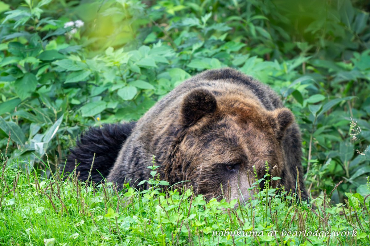 のぶクマ🐻羆と香辛料 (@kumar0001) / Posts / X