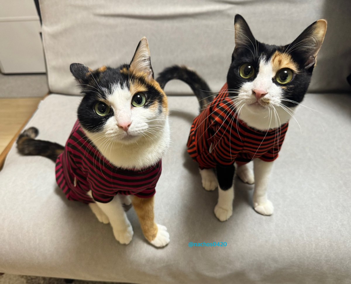 ナツとスイ (@nachos0420) / Posts / X