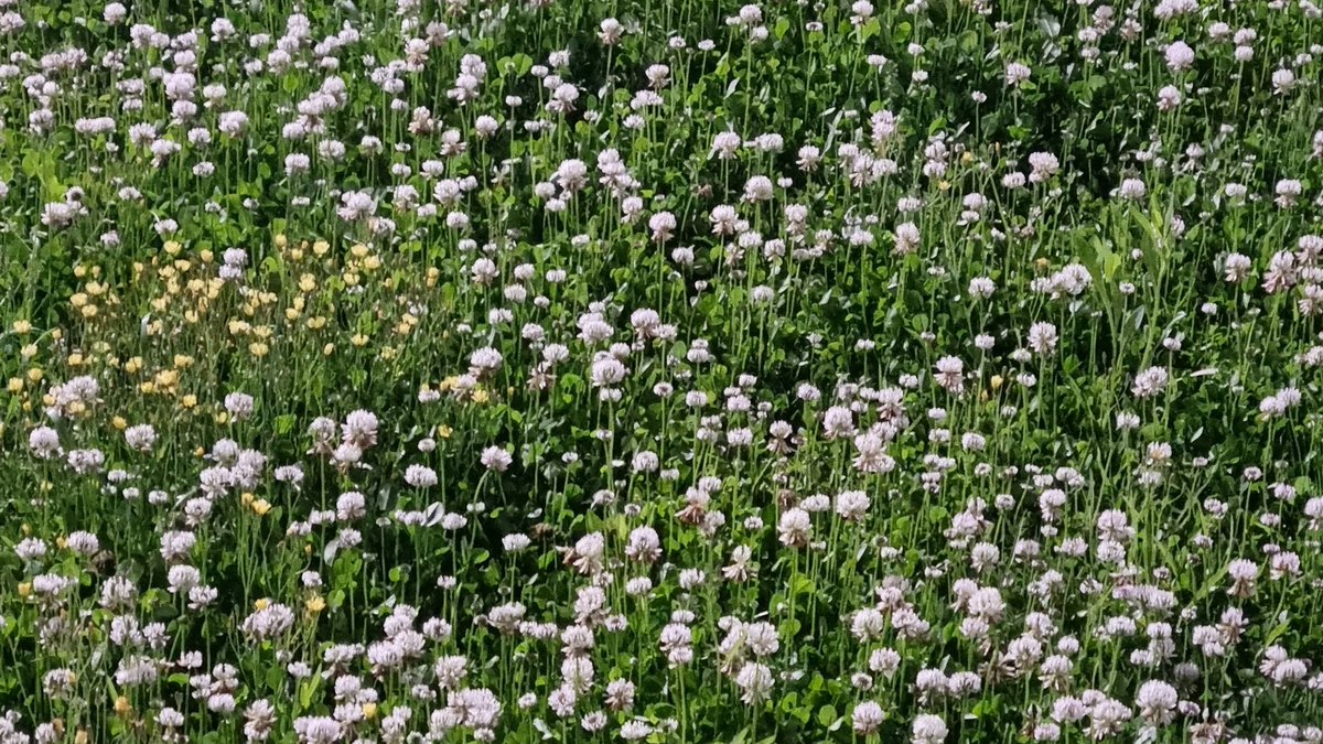 note465450's tweet image. 나의 녹색은 여름