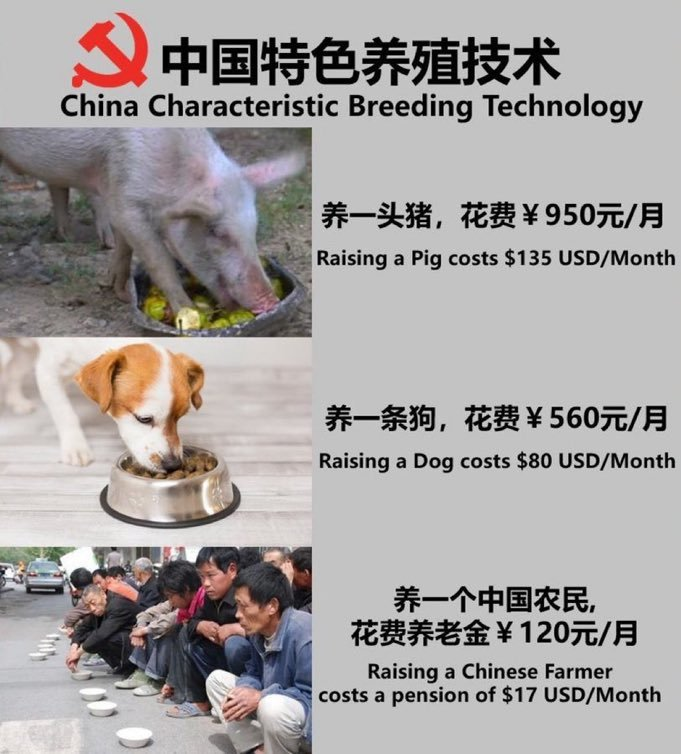 WarrenVsCCP's tweet photo. Chinese social welfare! https://t.co/poymUxAvzy