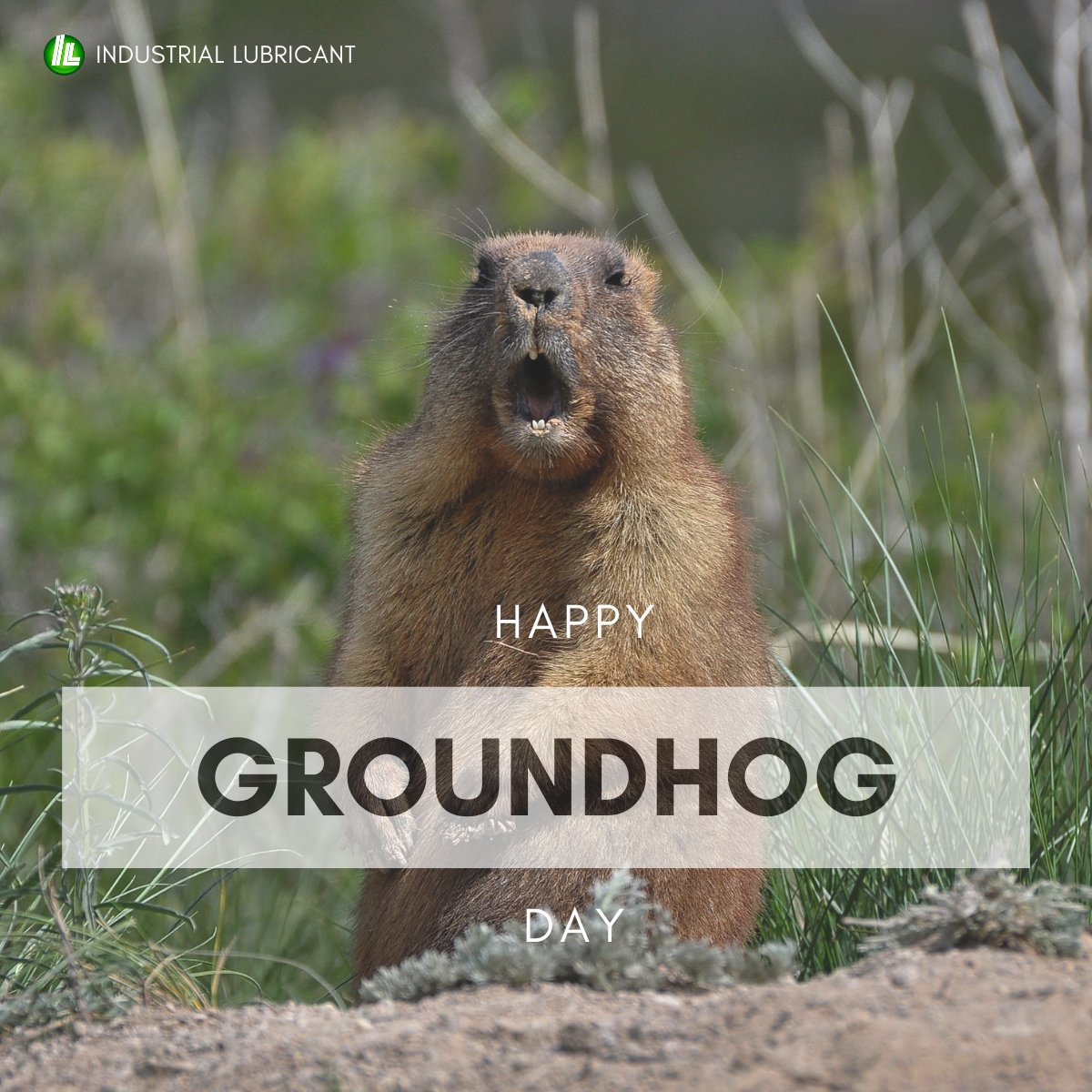 ilco_mn's tweet image. Happy Groundhog Day! Do you think we’re getting an early spring—or bracing for 6 more weeks of winter? Cast your vote 👇

#ILCO #GroundhogPrediction