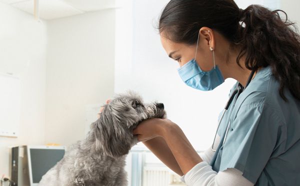 Canadian veterinarians go above and beyond for pets and families. Hill's supports your commitment with nutrition, programs and resources. veterinarypracticenews.ca/complete-balan…