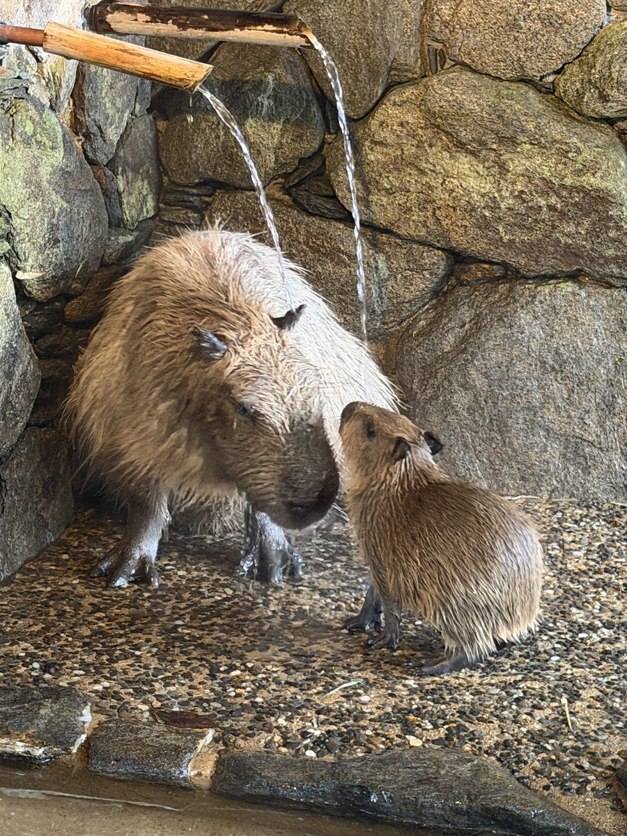 けろけろ (@capyanimal) / Posts / X