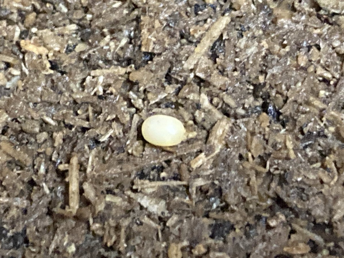 Bugs64 (@cyclo_zanmai) / Posts / X