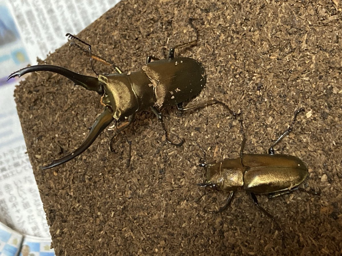 Bugs64 (@cyclo_zanmai) / Posts / X