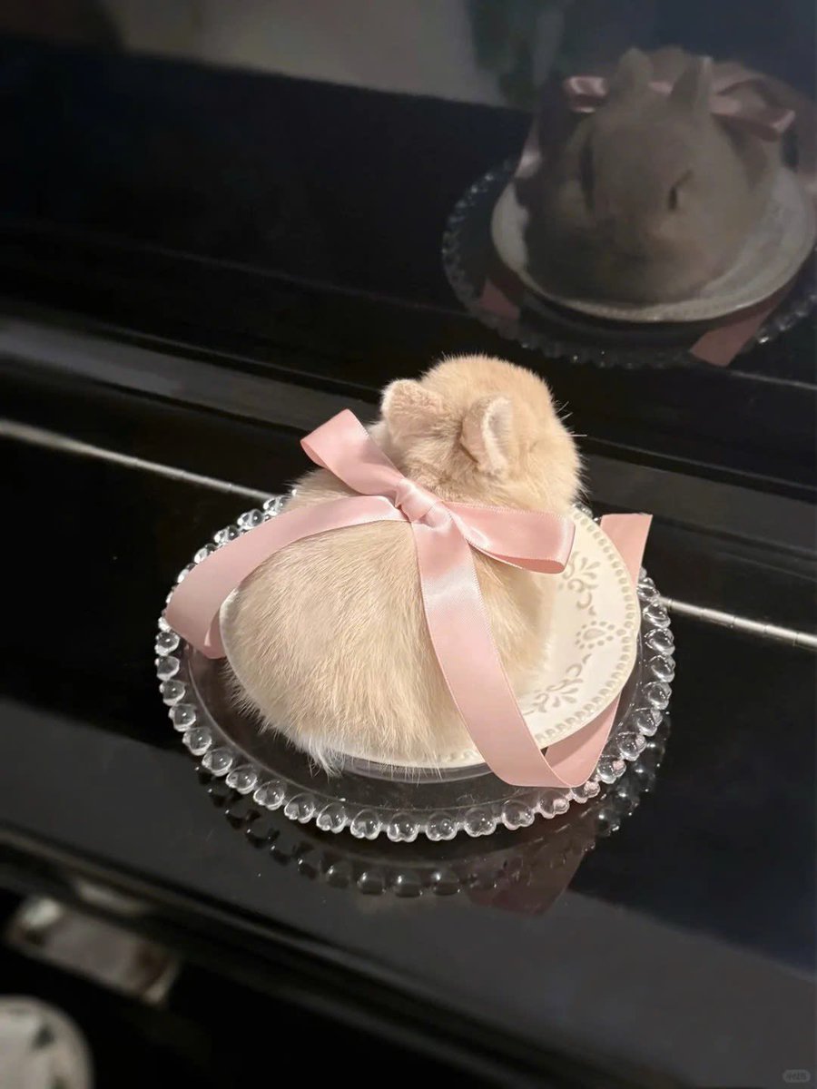 ShouldHaveRabit's tweet image. 