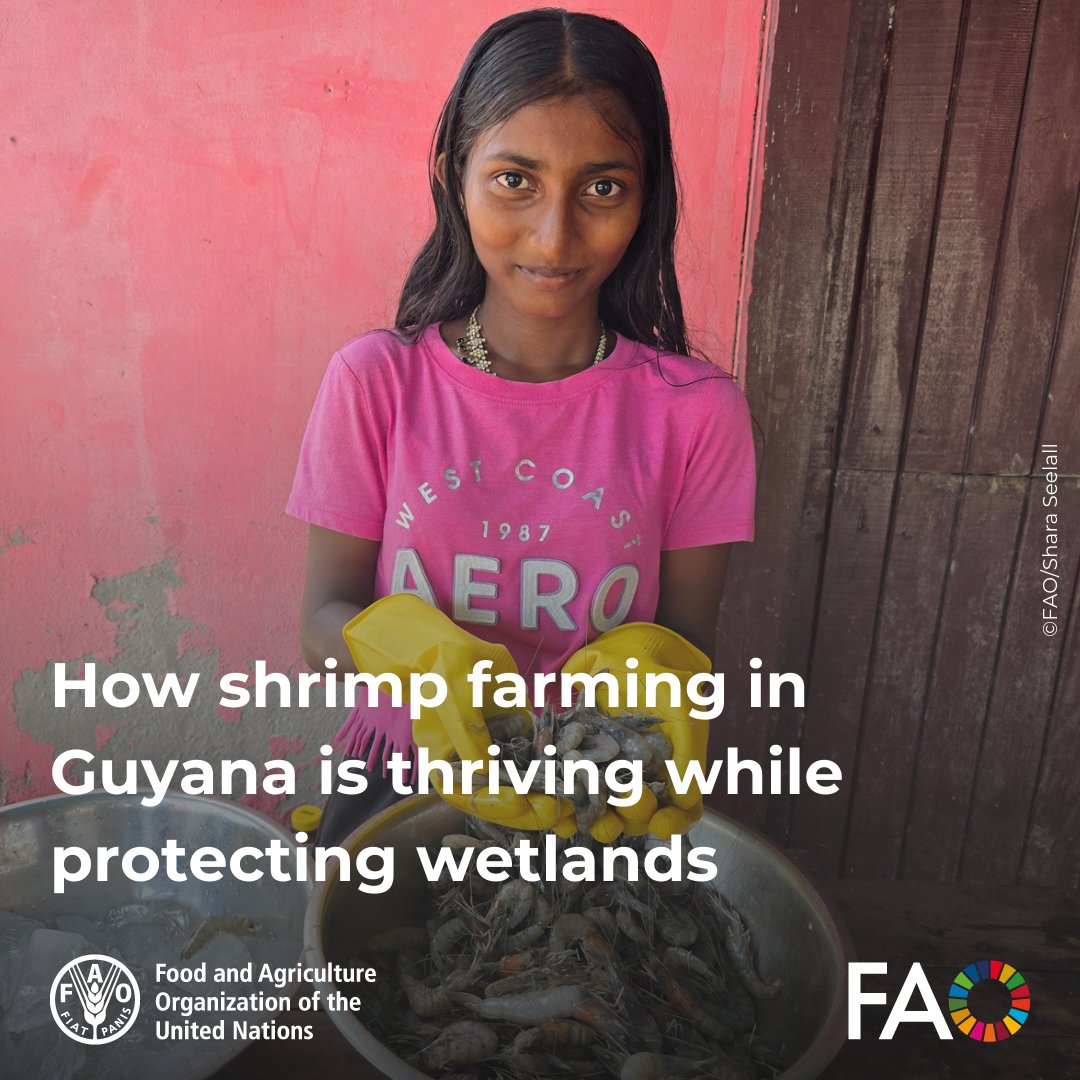 Wetlands are vital for biodiversity &amp; livelihoods🌱🌊🦐

In Guyana🇬🇾, with <a href="/FAO/">Food and Agriculture Organization</a>’s support, brackish water shrimp farmers are restoring mangroves &amp; adopting sustainable practices to boost yields while protecting wetlands.

Learn more 🔗 bit.ly/3WJQ9Si

#WorldWetlandsDay