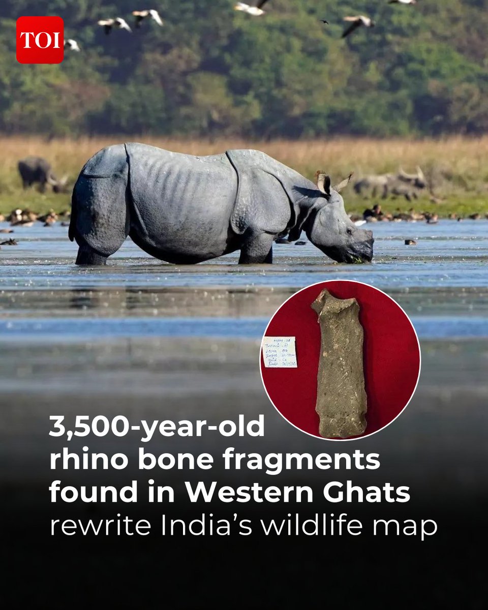 Archaeological findings of #rhino bones near #Coimbatore reveal the species once roamed southern India, significantly expanding its known #ancient range. 

More details 🔗 toi.in/2ihb-Z