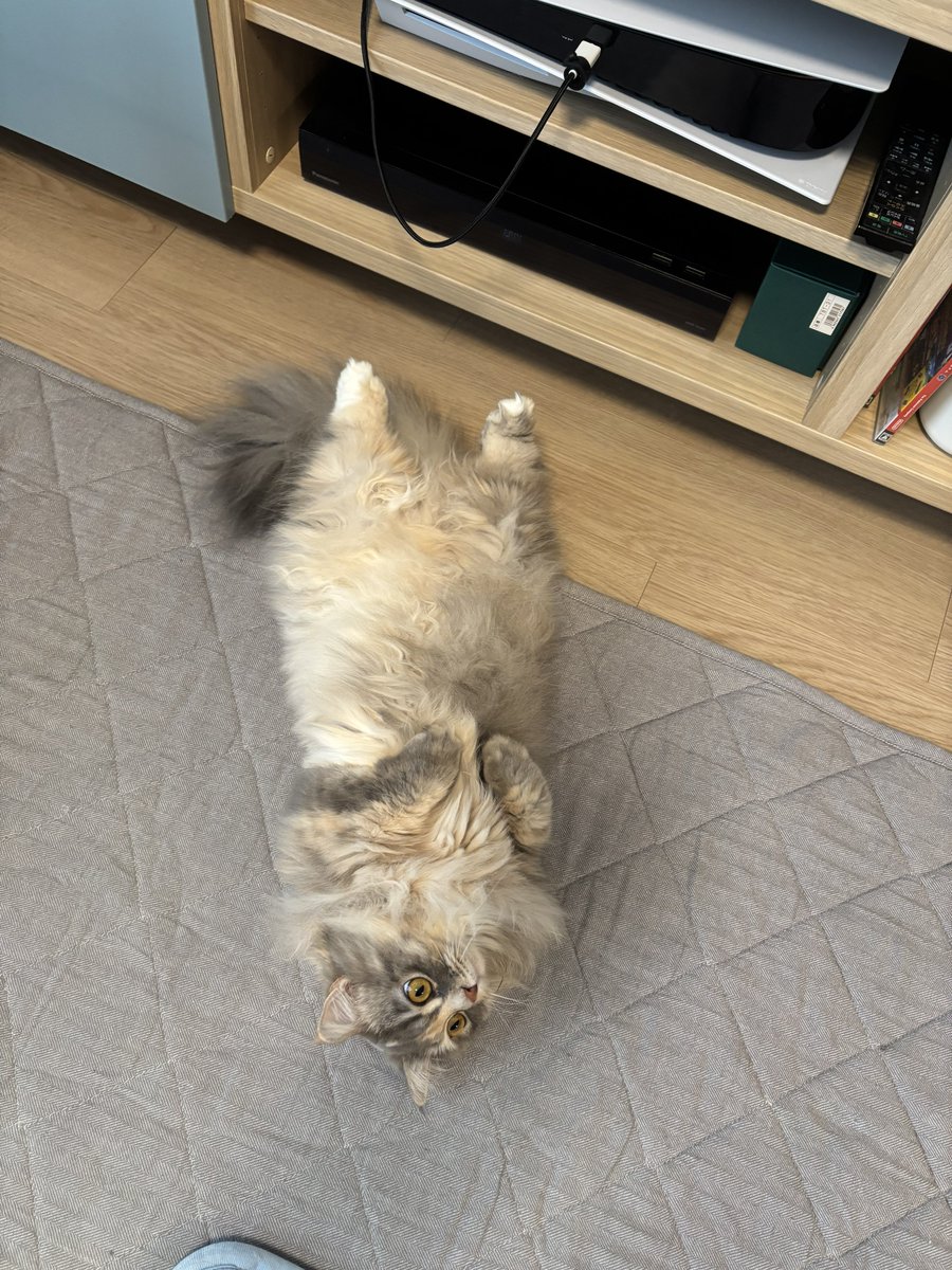 #猫 #マンチカン #猫のいる暮らし 
ネネちゃん満腹の姿