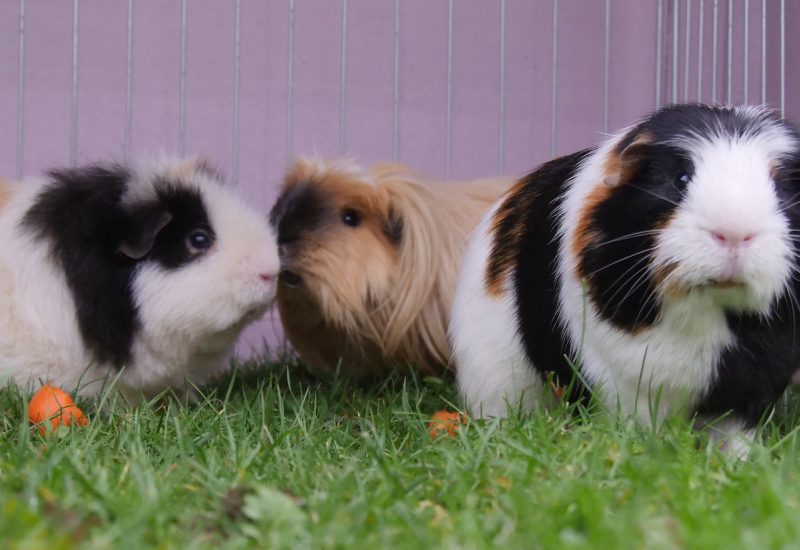 RSPCA Radcliffe tweet media