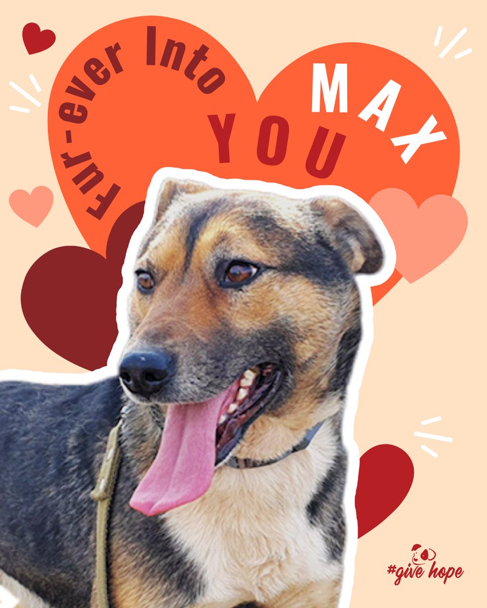 ROLDAOrg's tweet image. Do long walks, loyal companionship, and a dog who just wants to be close to his people sound like your kind of Valentine? 💘🐾

Max is a gentle, affectionate boy who thrives on human connection. He loves being out and about, enjoys his walks, and takes comfort in simply being…