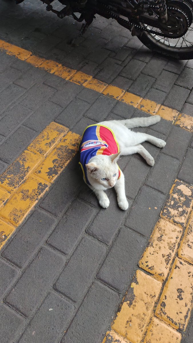 atp_969's tweet photo. Tukang parkir indomaret 

#Cat #kucing https://t.co/3d0o9Ofm2s