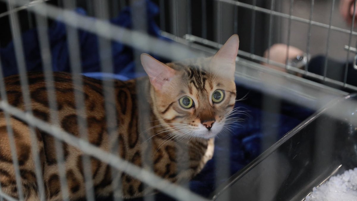 "Des animaux exhibés comme des vulgaires jouets": une pétition lancée contre la tenue du salon du chiot et du chaton à Antibes
l.bfmtv.com/wYgw