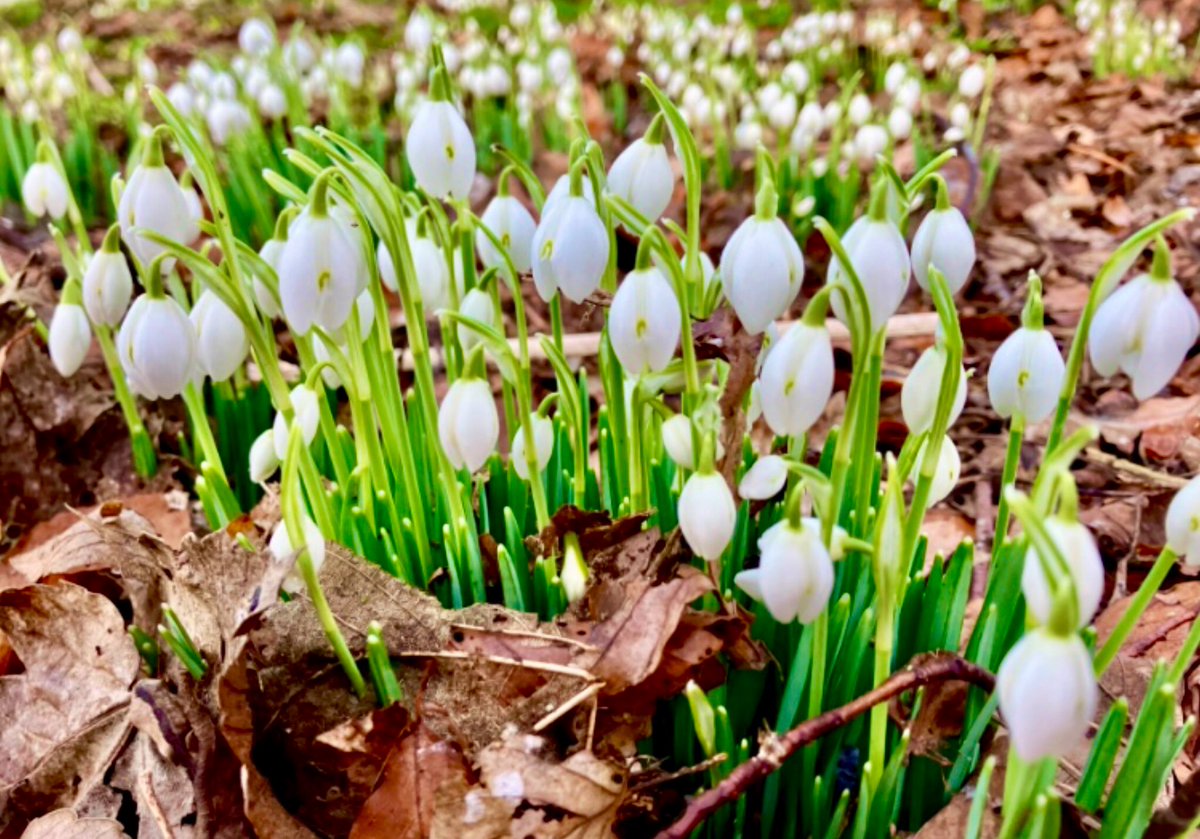 cloudymamma's tweet image. February is just full of wonderful snowdrops 🌱🤍

Snow drifts of them around this morning 

Enjoy the new week ahead ☕️ 

#SnowDrops #SpringIsComing