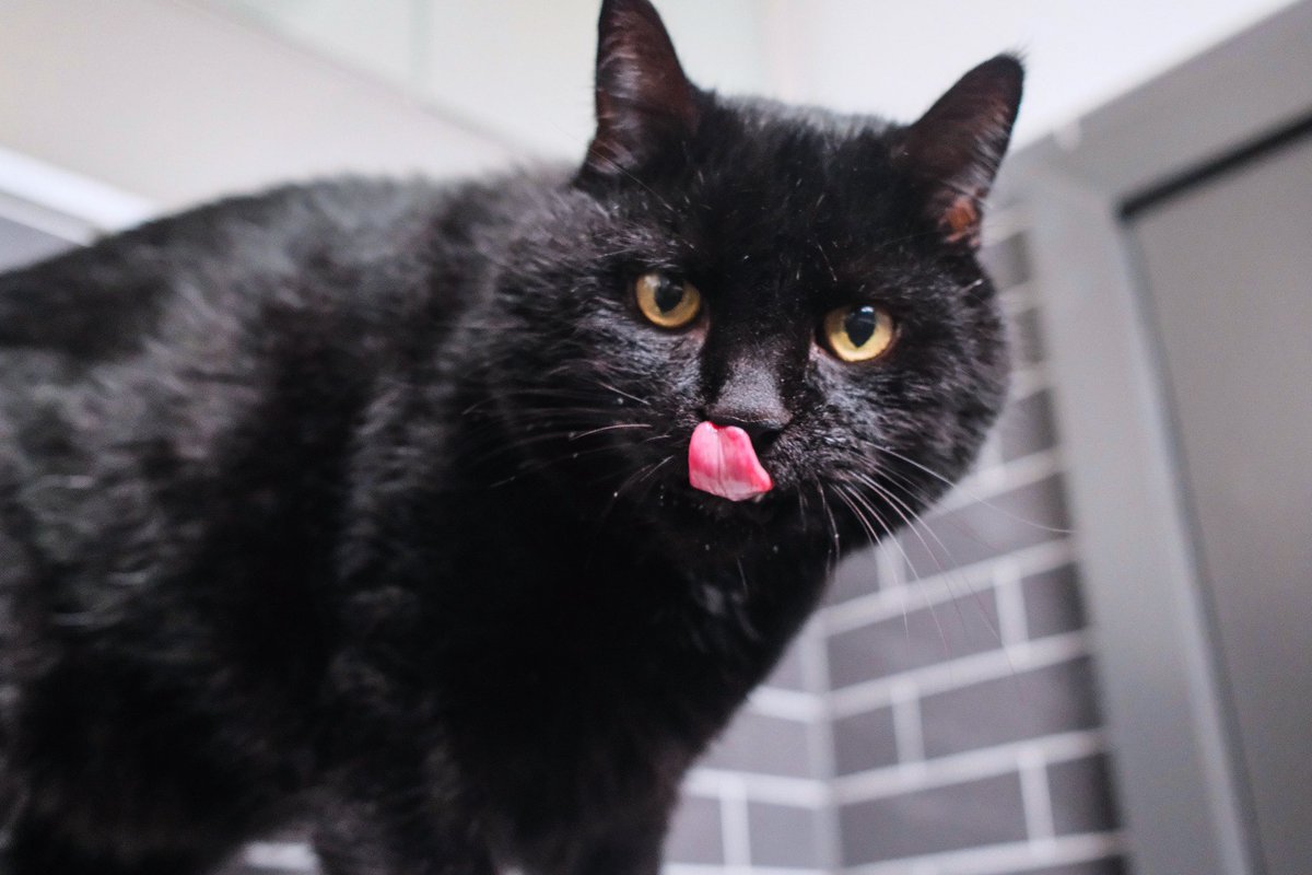 水が跳ねて顔ビチャビチャになっても自分で綺麗に出来るもん👅#cat