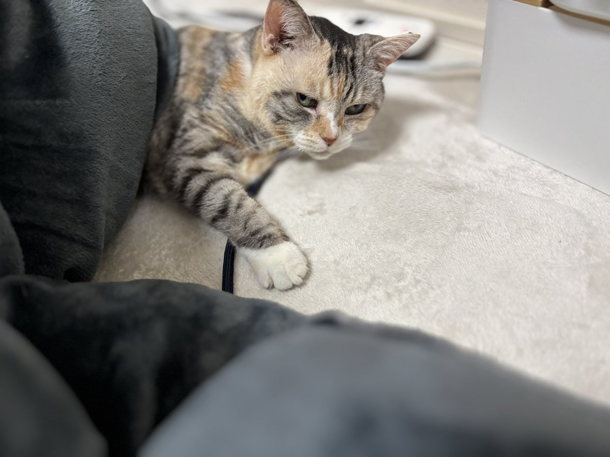 o_chanosuke's tweet photo. 猫の日だった
センちゃんは推定18歳になってるはず
もうハイシニアなのかな？
年とっても抱っこ好きの
甘ったれでほんとー愛おしい♡
まだまだ一緒に生きようね♡
#猫の日　#ハイシニア猫 https://t.co/4Jw7kD85Ej