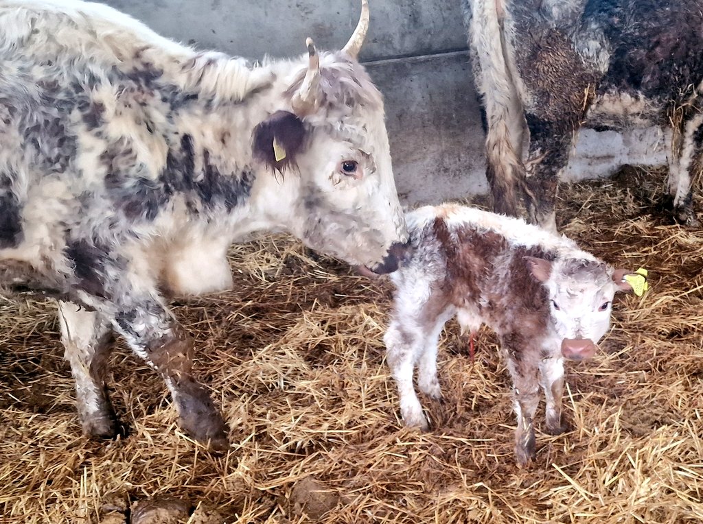ChasSutcliffe's tweet photo. Greeted this morning by the 1st calf of this year. A bull calf by Tetford Clansman out of 1st calver Tetford Emerald. Up, sucked & I've popped his @allflexuk #TST tag in. Tissue sample will go to cis lab in Stafford for #BVD testing. #tetfordlonghorns #easycalving #nativebreed https://t.co/JpHxm57GhX