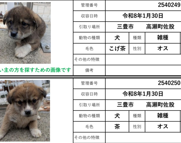 香川県　子犬　里親募集！

１〜２ヶ月の子達🐕️

子犬を飼いたいかた、いませんか？
一匹でもOK👍

香川、岡山、大阪、福井、滋賀その近辺で里親さん募集！
◉60歳以上の方でもサポートできる家族と同居されていれば譲渡可能です
ご連絡は<a href="/wannyanpeasmail/">学生愛護団体ワンニャン🐾ピースマイル</a>へ🙇

西讃
#香川県　#里親募集　#犬 #子犬