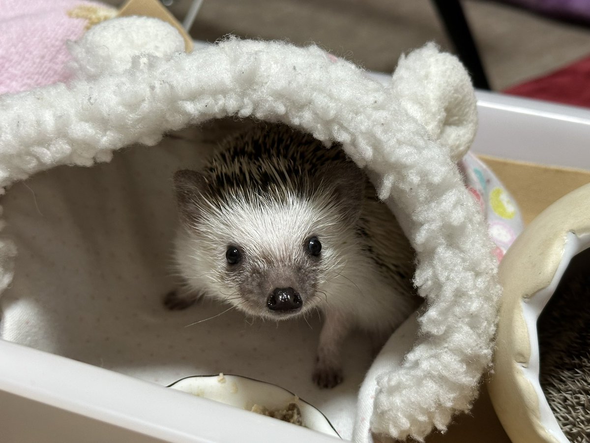 ハリネズミ 今日は #ハリネズミの日 らしいので🦔 うちのるぃちゃん🦔とるぅちゃん🦔🌈