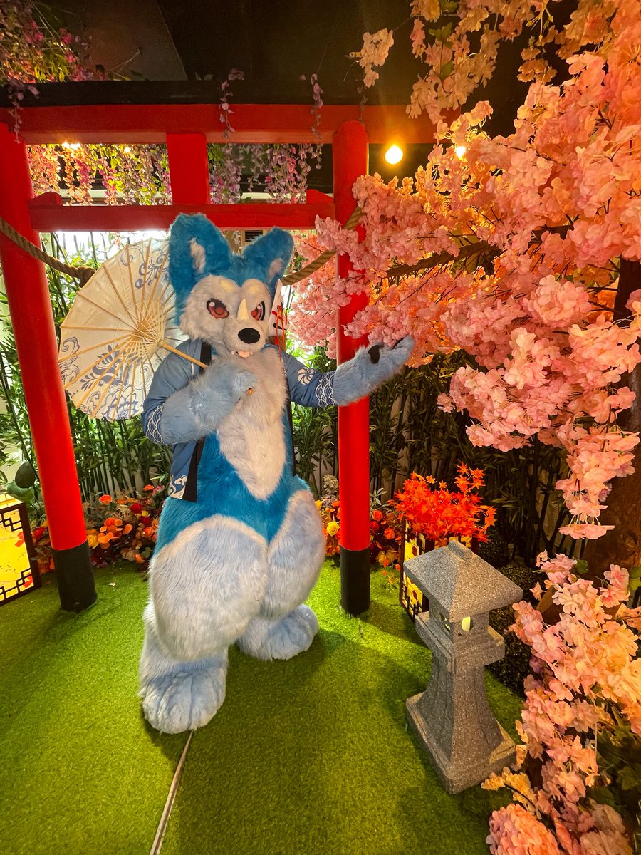 又快到賞櫻的季節了，你要和我一起攜手走過花海嗎😊

#BlueMonday
毛替：<a href="/takuma__0104/">撻熊</a> 
📸：內餡