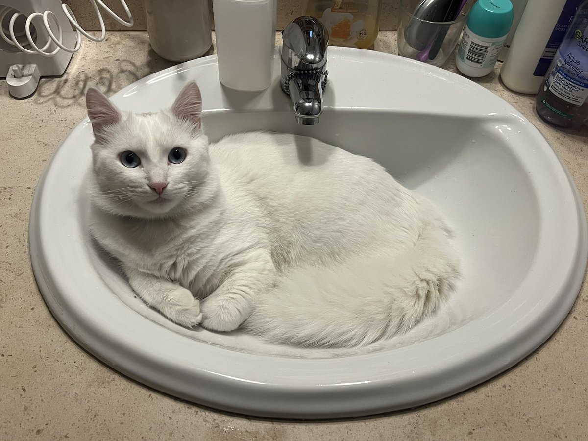 CataFonsecaS's tweet photo. @PunchingCat Adorable!!! What is with cats and sinks? Mayoneso won't let me brush my teeth without his "help"  🤣 https://t.co/Ln6s94NdCY