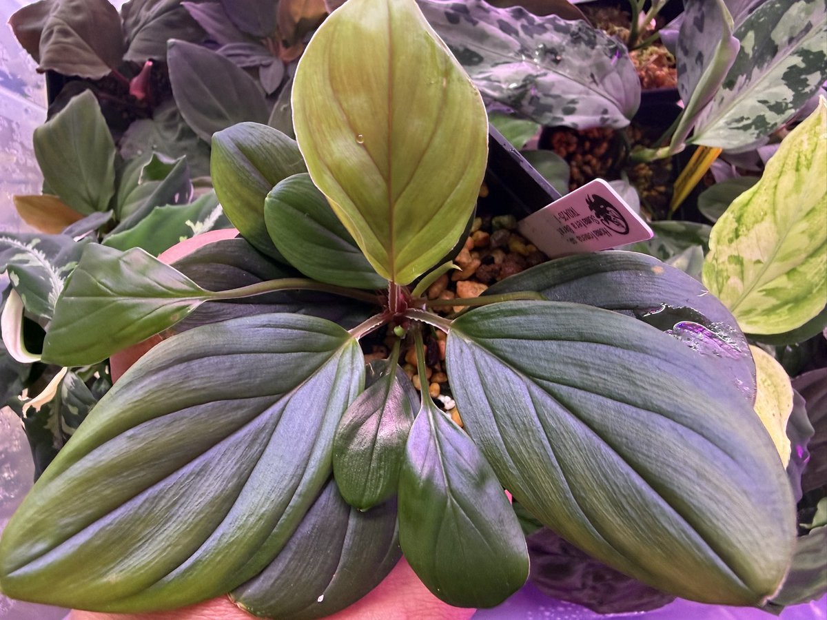 KENZO (@fw_kenzo) / Posts / X