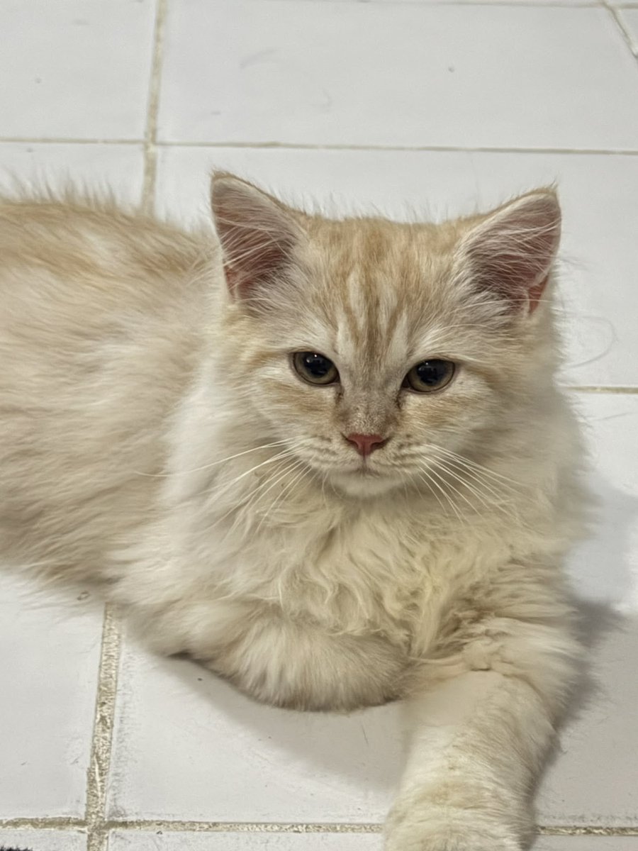 wafflesruffles's tweet image. waffles may be living on the other side of the globe but know that he

- is an LGBTQIA+ 🏳️‍🌈 ally
- stands with palestine 🇵🇸

he (aggresively) says:
- fuck ICE
- fuck trump
- ACAB
- FUCK THE PHILIPPINE GOVERNMENT