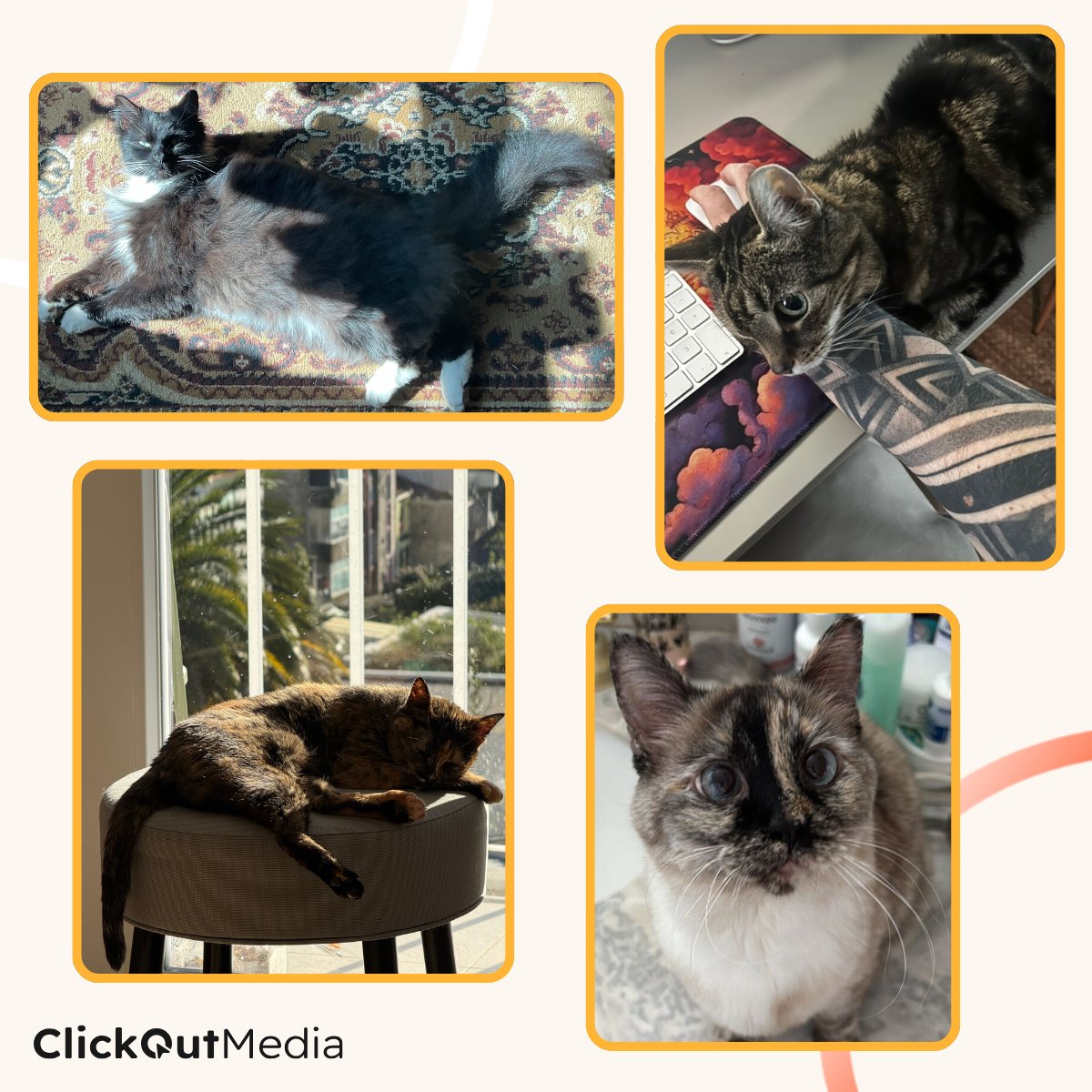 ClickOut Media tweet media