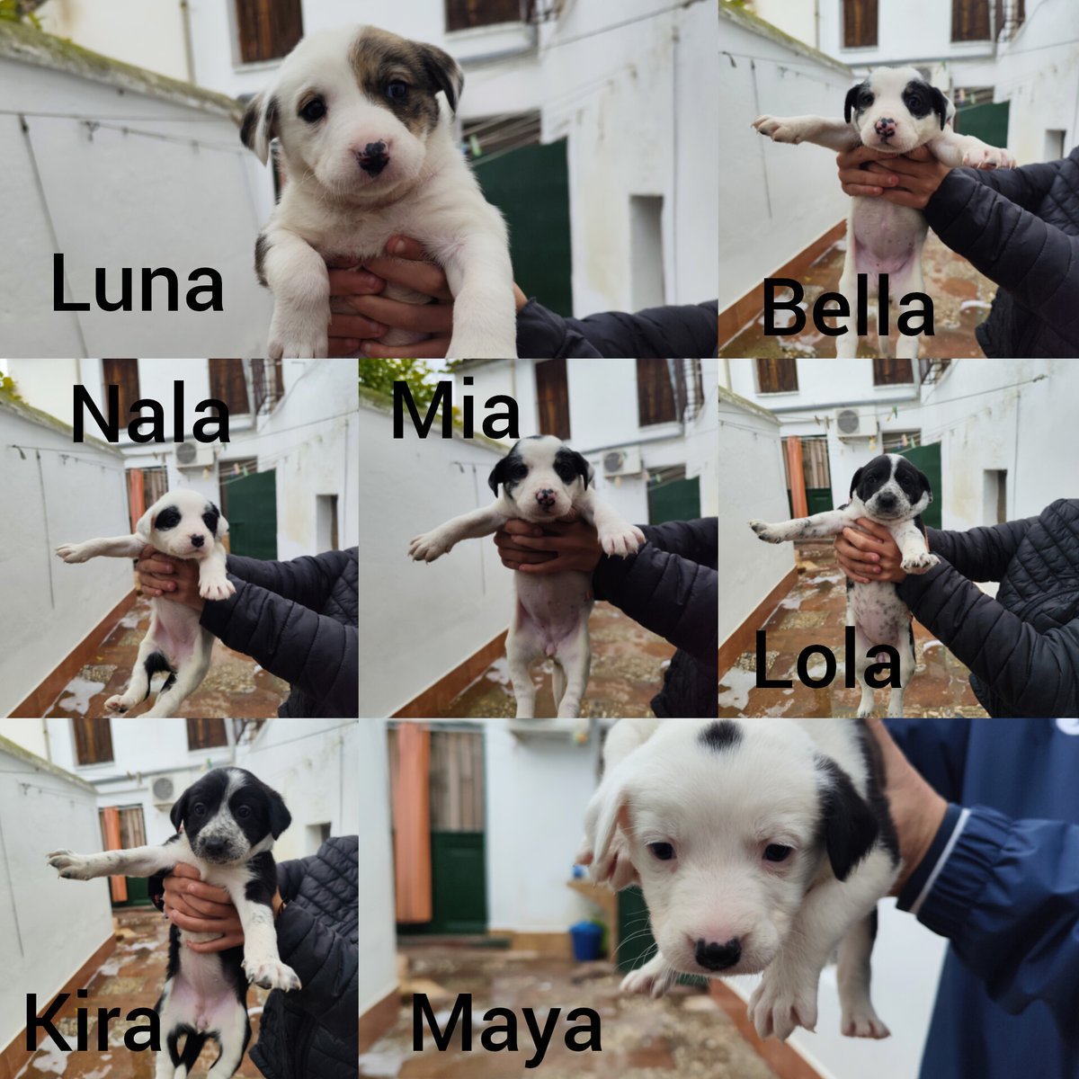 LoNuestroMLG's tweet image. Necesitan adopción urgente. Están en A RE A Adamuz tlf 614769354
  vm.tiktok.com/ZN91pjMFkcWo3-…