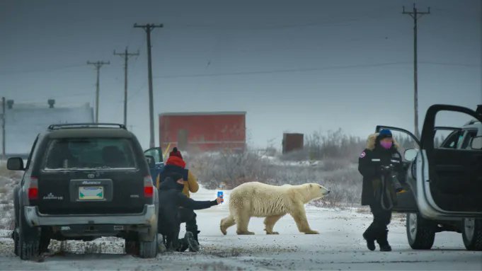 Filmaffinity's tweet photo. #SundanceFilmFestival: a pesar de unas críticas poco entusiastas, #NuisanceBear fue la ganadora del Gran Premio del Jurado al Mejor Documental. Belleza salvaje y denuncia ecológica se dan de la mano en esta obra que podéis consultar en nuestra web.
https://t.co/WSZ5NhcDmY https://t.co/dcSCNBlR5b