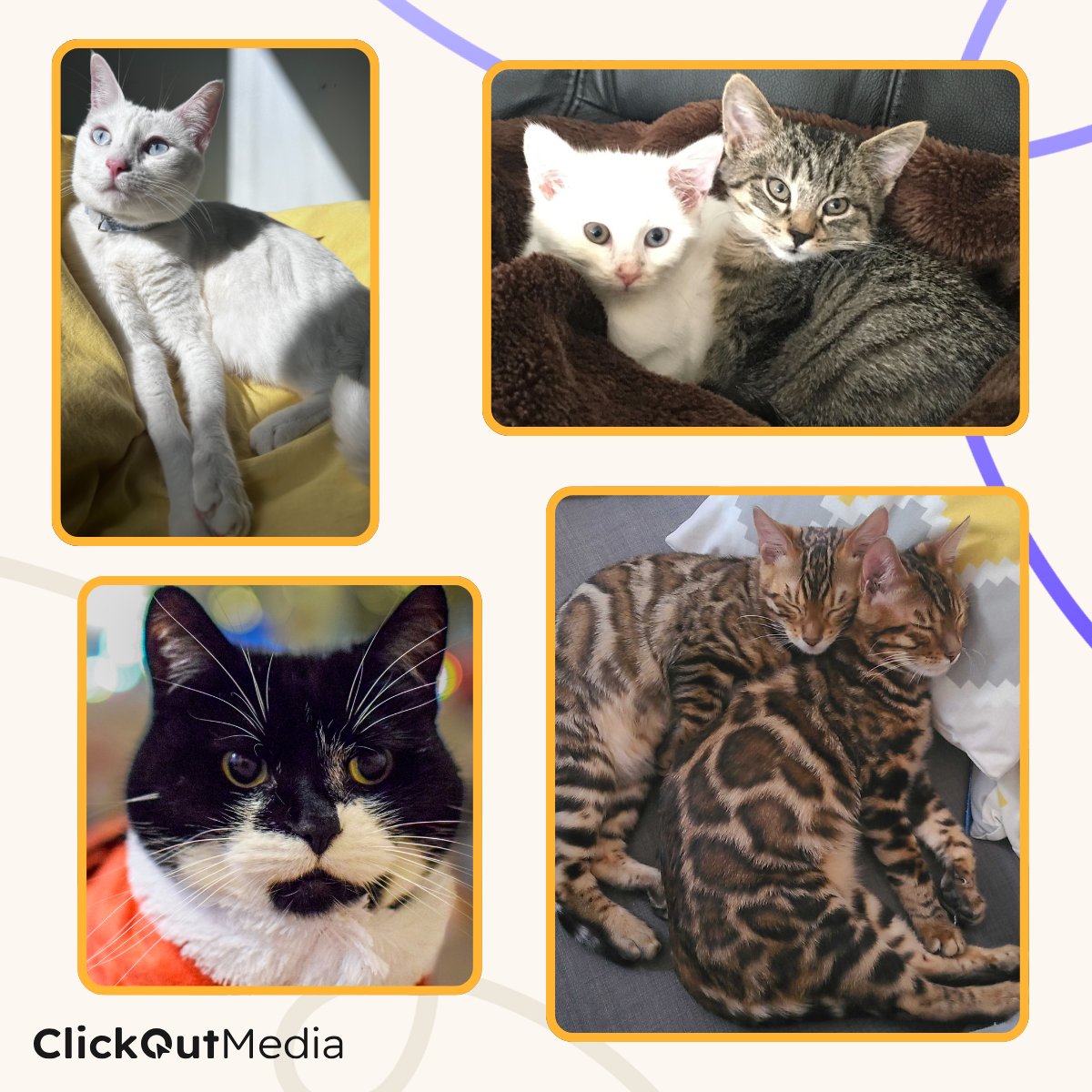 ClickOut Media tweet media