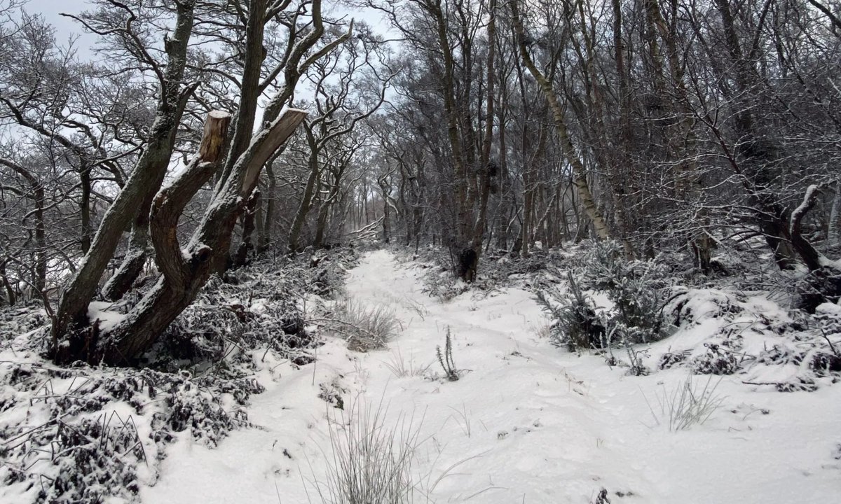 AilishSinclair's tweet image. January: snow, swans and being on the radio

Read the post: ailishsinclair.com/2026/01/januar… 

Then, one dark and stormy night, I was on the radio! I asked OJ Borg questions about the ancient Scottish fire festival the ‘Burning of the Clavie.’ #MondayBlogs