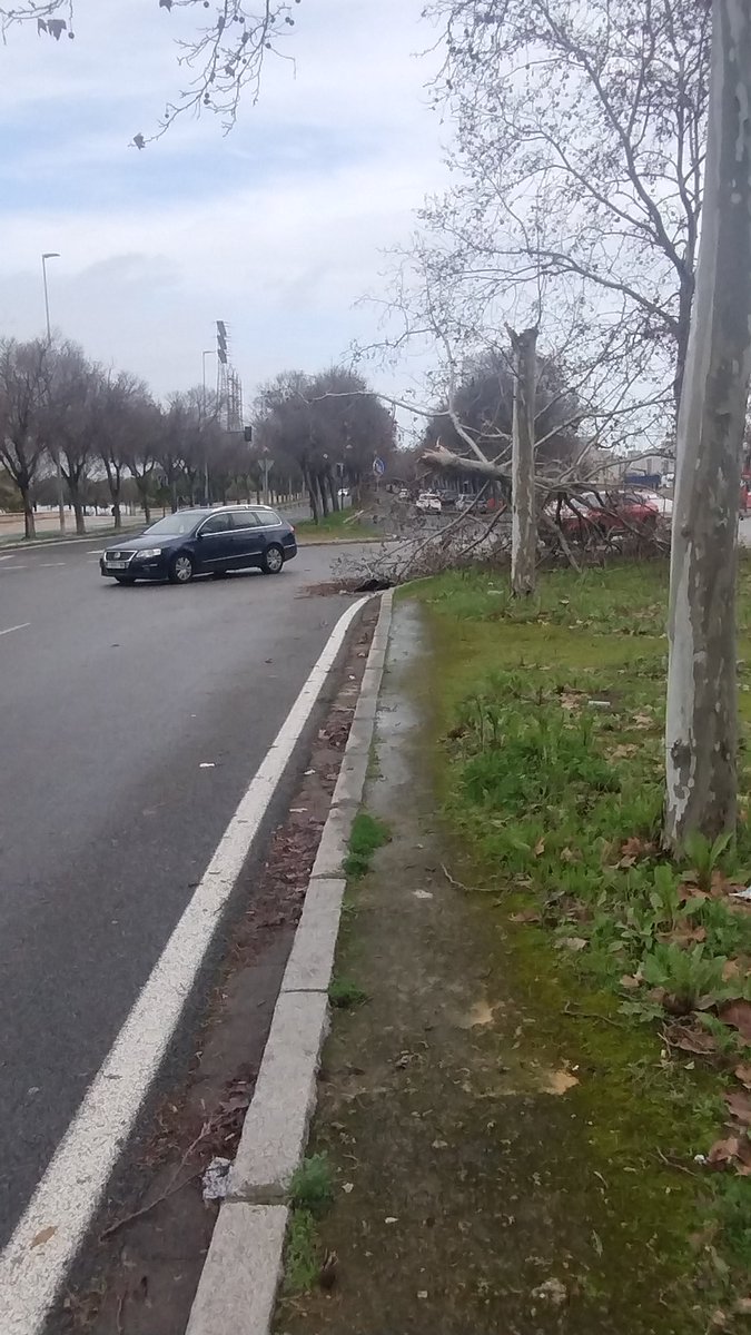 Isjisan1's tweet photo. Avda.San Jerónimo, altura de Glorieta Olímpica, Árbol y señal ocupando carril de circulación, sin acotar por los servicios Municipales @EmergenciasSev https://t.co/40aveDOs3T