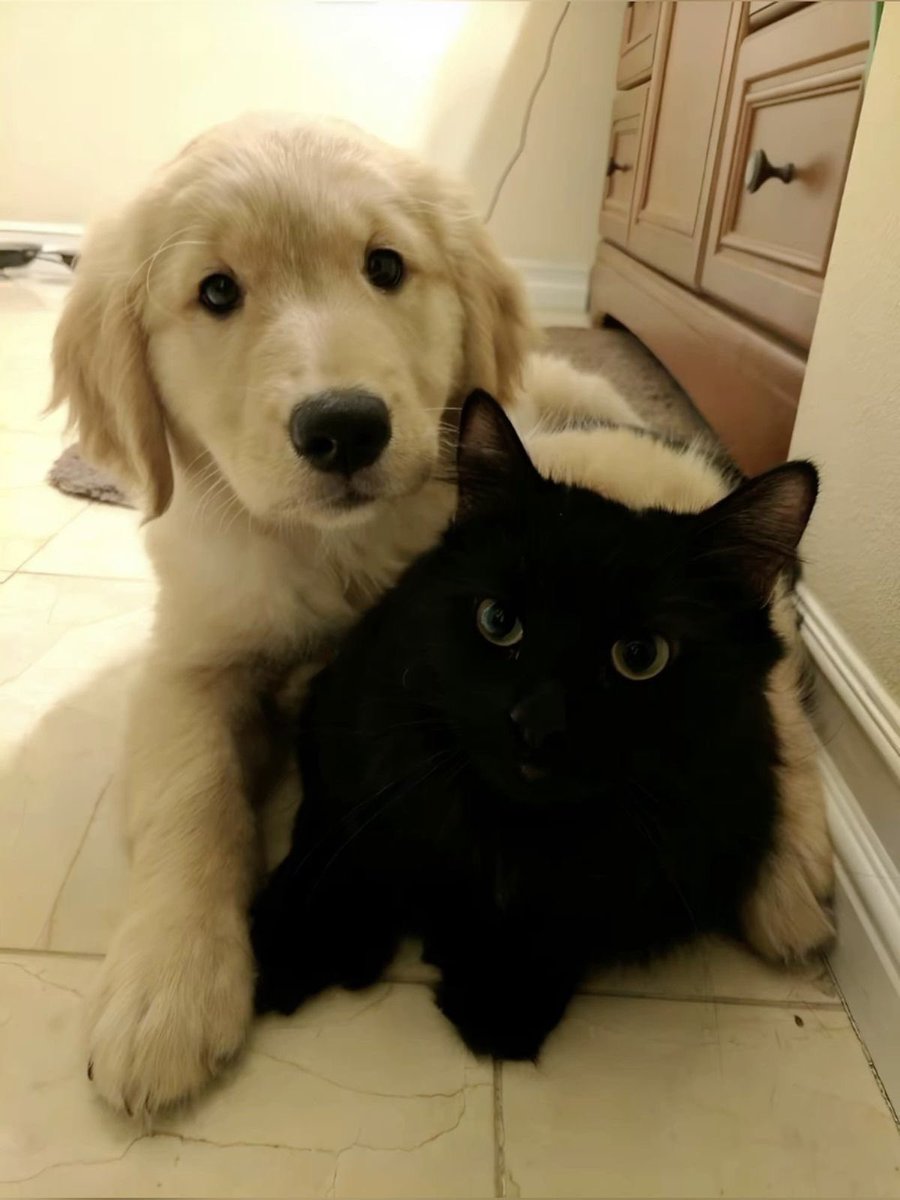 🦮<3🐈‍⬛