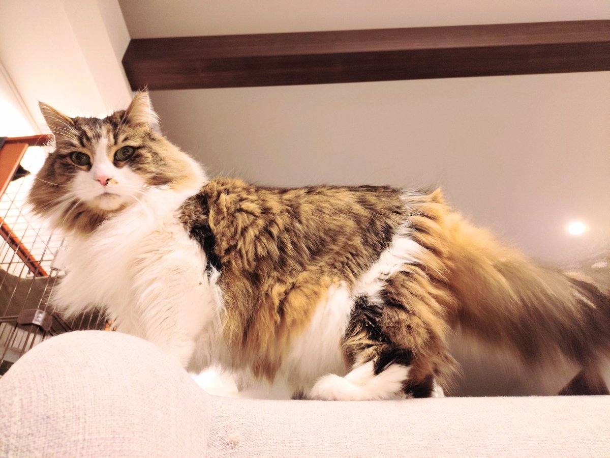 Mokohouse02's tweet photo. ソファーから見上げる景色
猫落ちてこないかな
#ノルウェージャンフォレストキャット https://t.co/bOF2MhBHfB