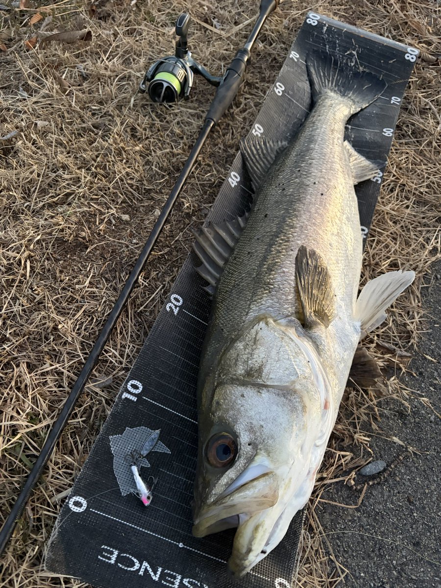 4bsYuuki1091's tweet image. 夕マズメ

バイブレーションをローテーションして探っていくも反応無し

魚は居るはず、、と思っていたので目についたサルベージブレードで探っていくとドン！とヒット！

足場の高いところでもレンジを入れてスローに引ける！
冬でもブレードは強いです🙆‍♂️

#PR
#シマノ
#エクスセンス 

#播州鱸探索隊