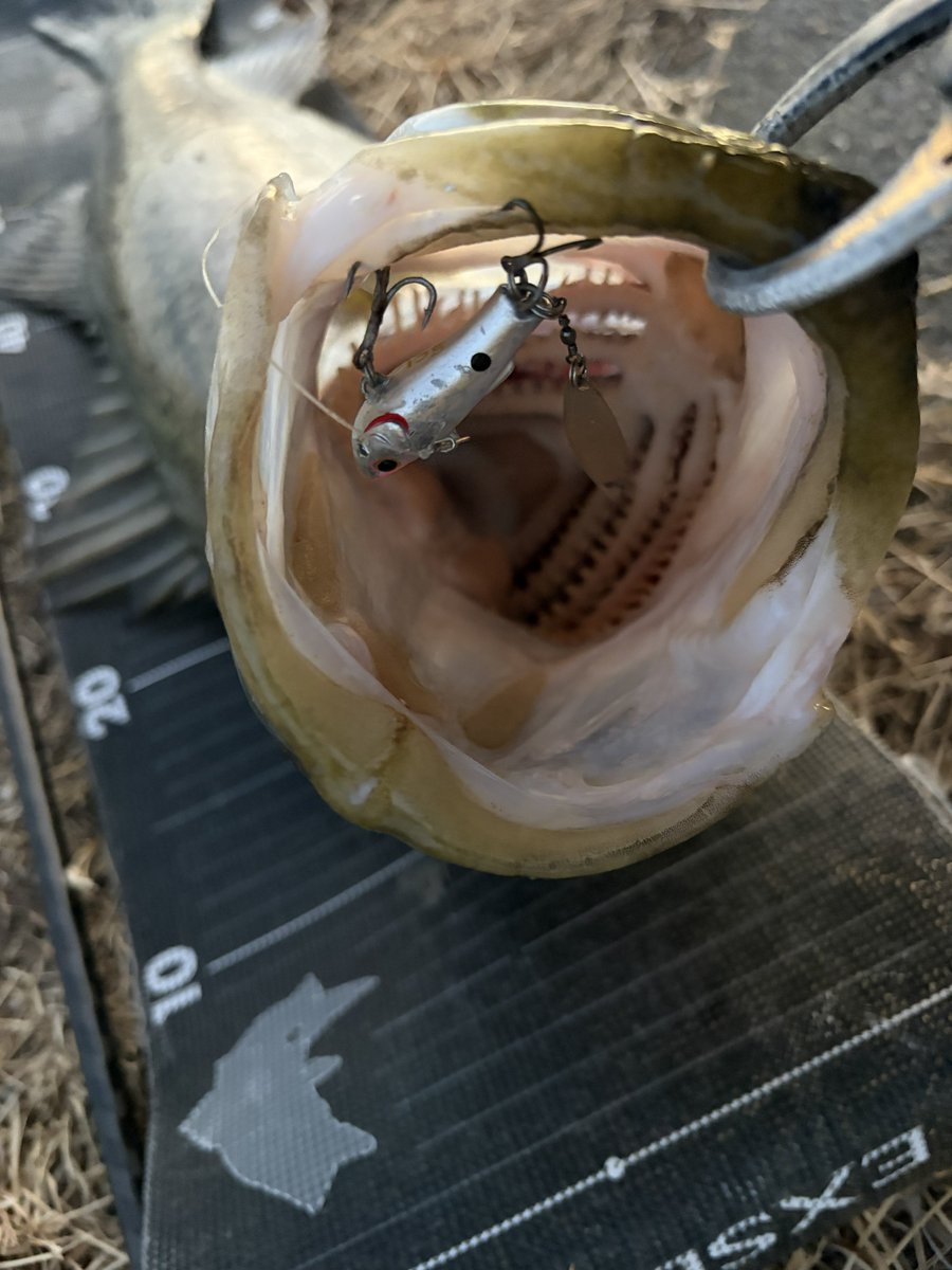 4bsYuuki1091's tweet image. 夕マズメ

バイブレーションをローテーションして探っていくも反応無し

魚は居るはず、、と思っていたので目についたサルベージブレードで探っていくとドン！とヒット！

足場の高いところでもレンジを入れてスローに引ける！
冬でもブレードは強いです🙆‍♂️

#PR
#シマノ
#エクスセンス 

#播州鱸探索隊