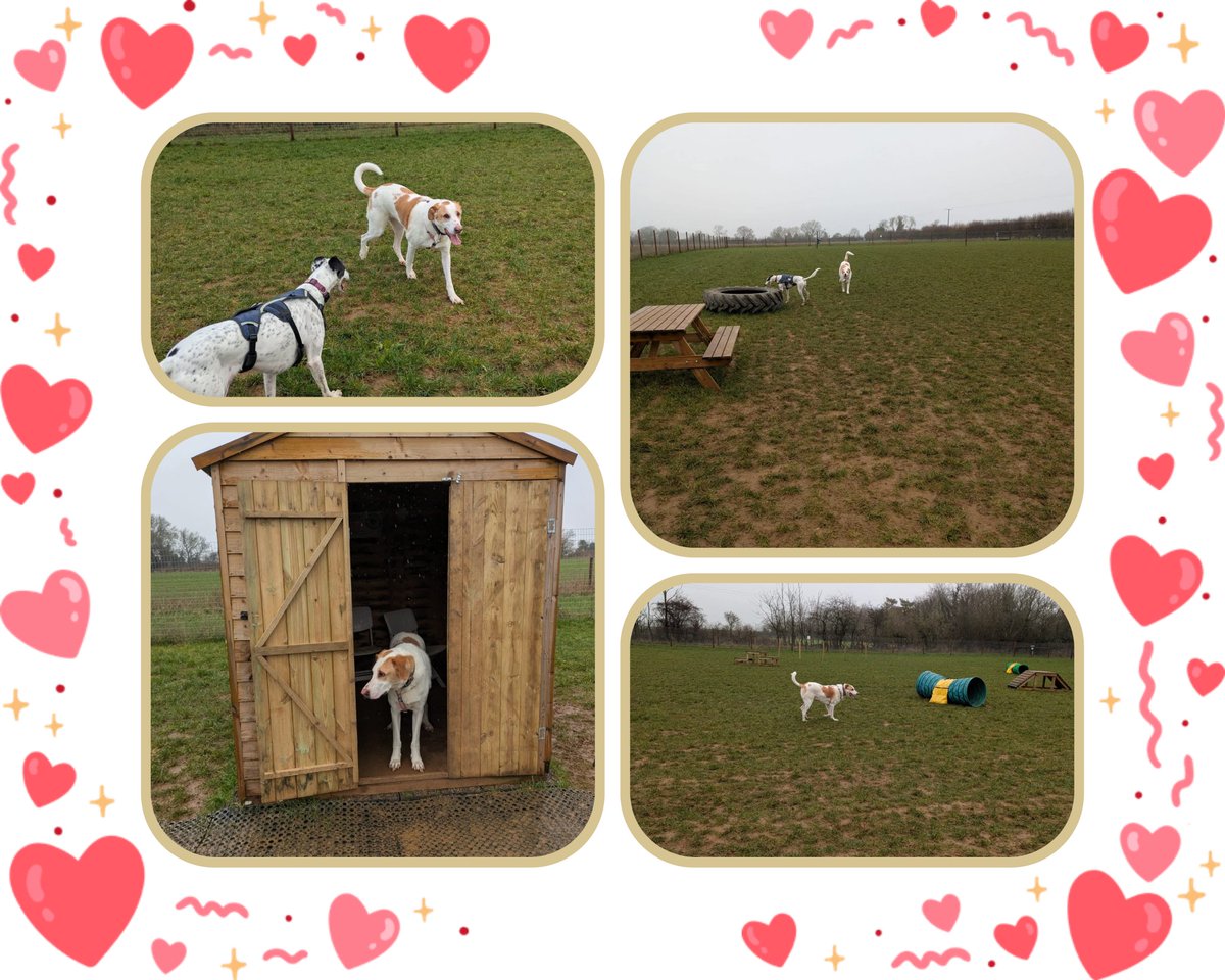 Wilf125's tweet photo. Wet and windy dog field adventures this morning 😁 Max xxx
#rehomehour 
@NevilleSouthall 
#Adpotme
https://t.co/6IwOEMQtjq https://t.co/rGdC7ZAkA3