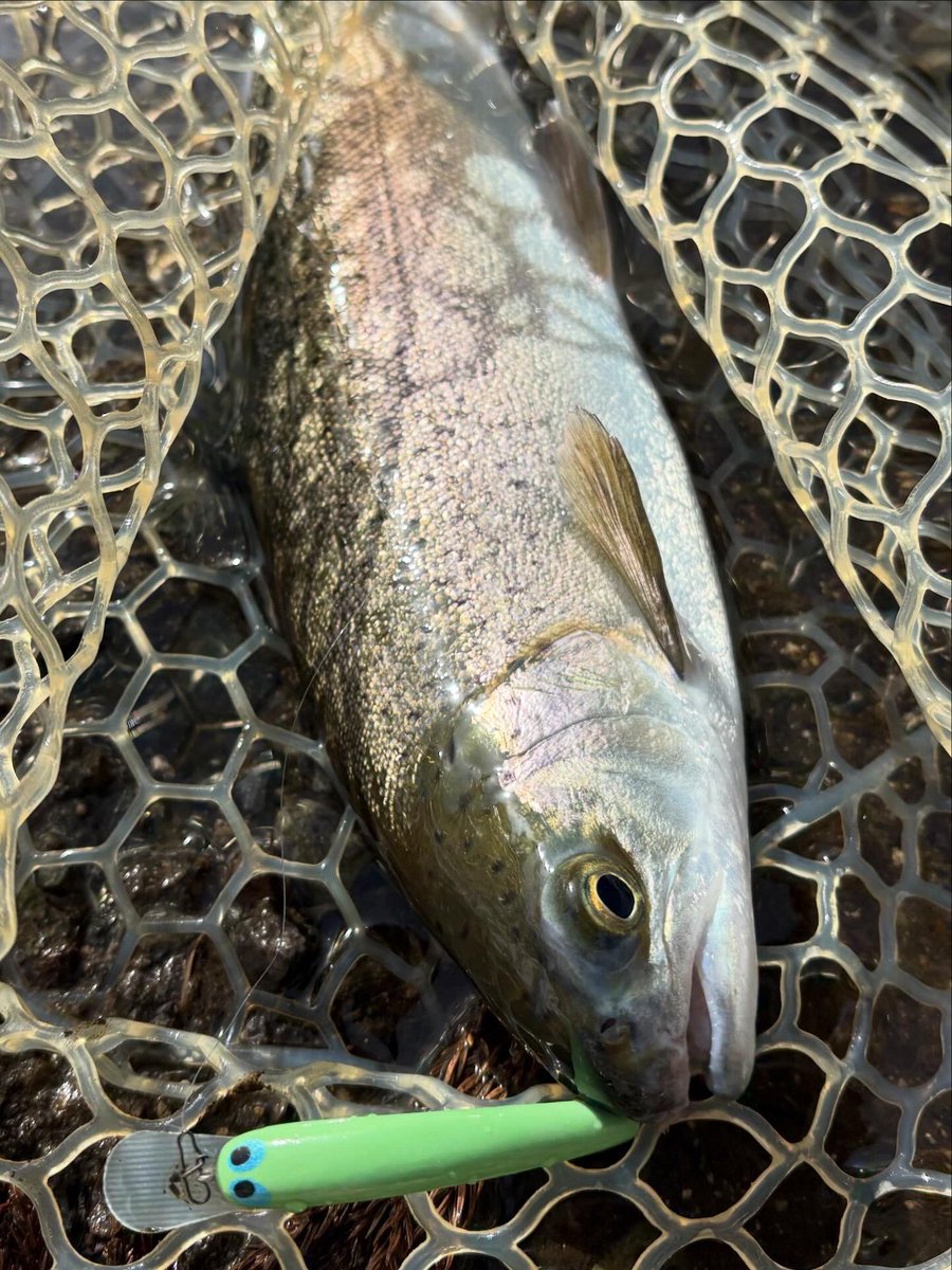 公式】tailwalk (テイルウォーク)｜世界中の釣り好き応援中