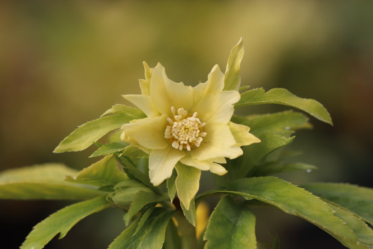 ohgi_nursery (@OhgiNursery) / Posts / X