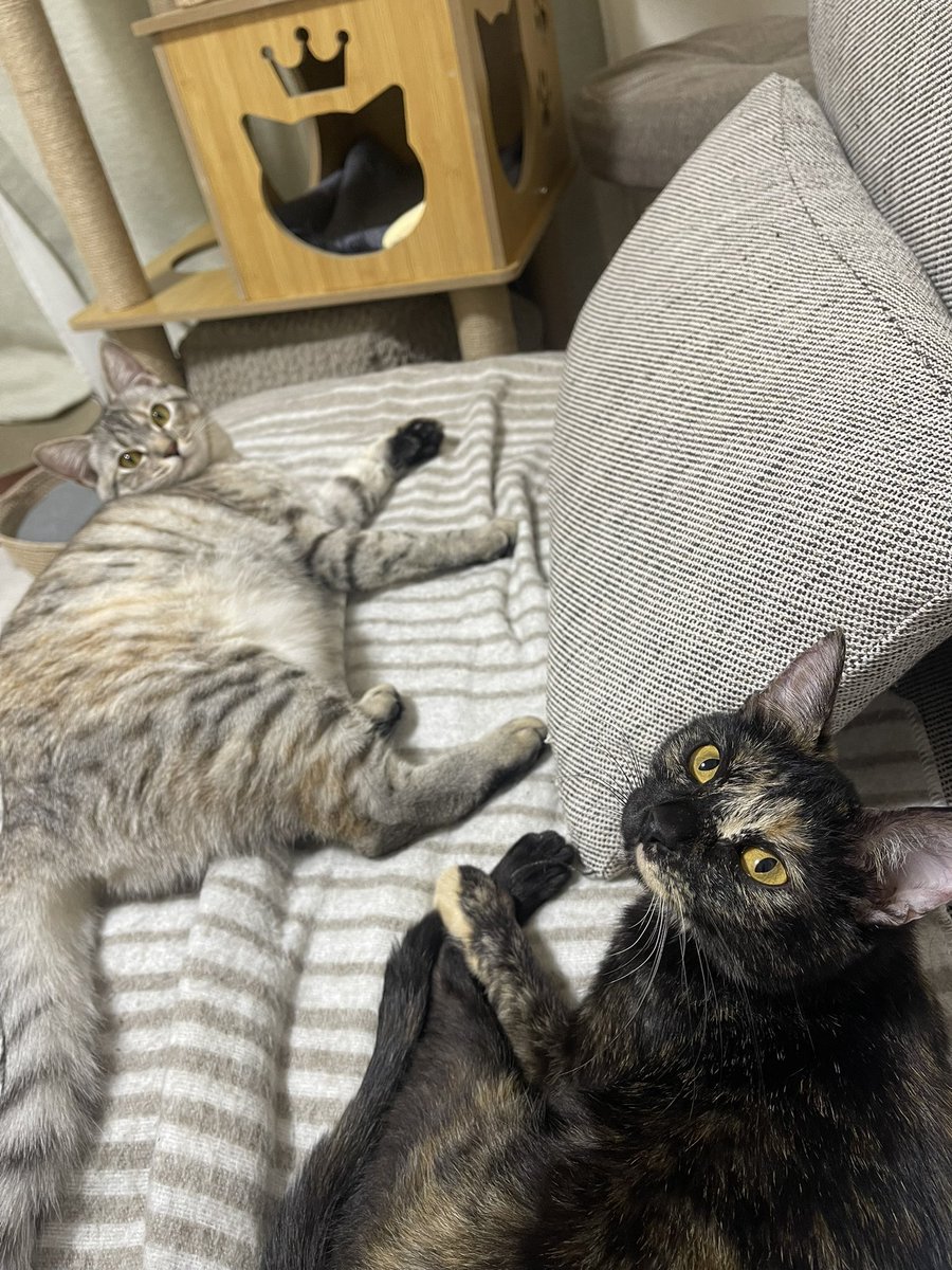 雷十太先生 (@asjSvnCZl18wKXM) / Posts / X