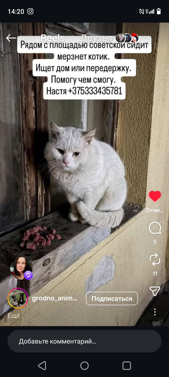 В Гродно котик пропадает, Люди отзовитесь🙏