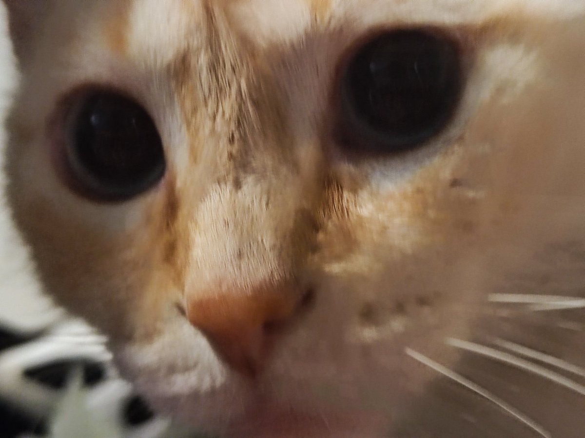 ᅠ ᅠ𝕮𝐀𝐄𝐋𝐈𝐃. tweet media