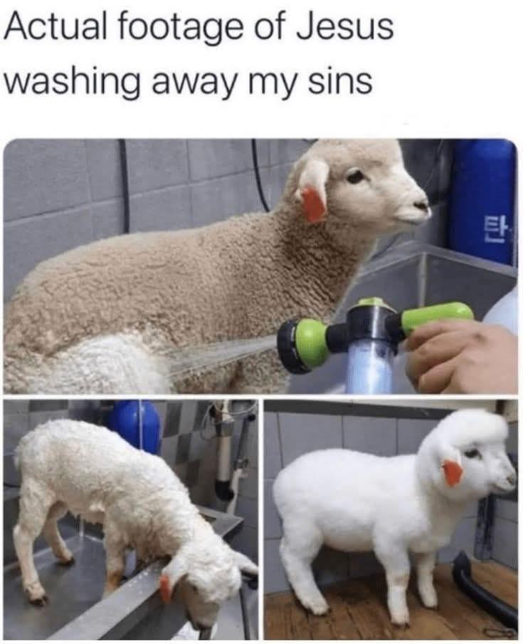 ✨🐑✨
Squeaky clean