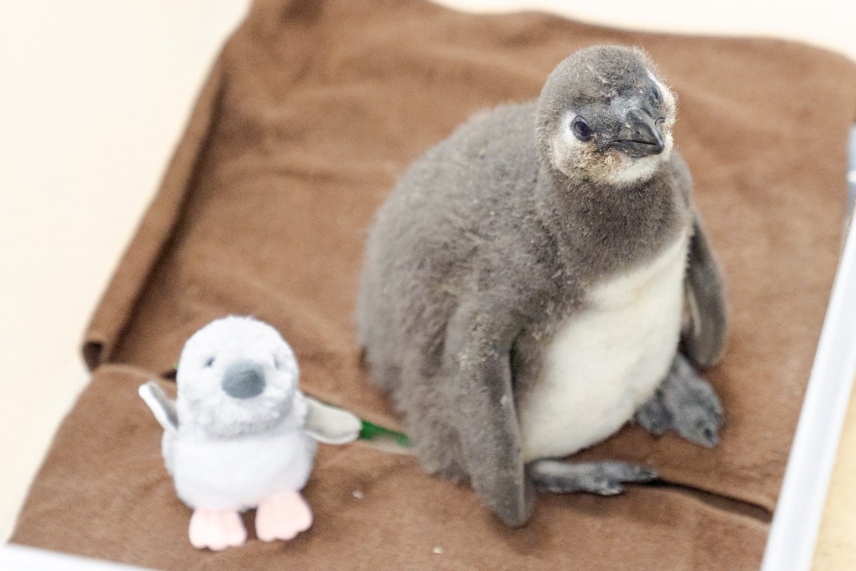 ふわふわなぬいぐるみが新登場！
🐧🐧ベビーペンギン🐧🐧

赤ちゃんの時にだけ生えているふわふわの「綿羽」も再現しました😊
ミュージアムショップで販売中です！
